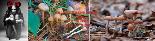 молекула духа Алзамай